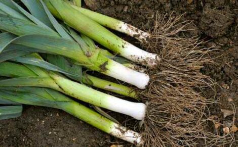 Growing Leeks from Sowing to Harvest Image
